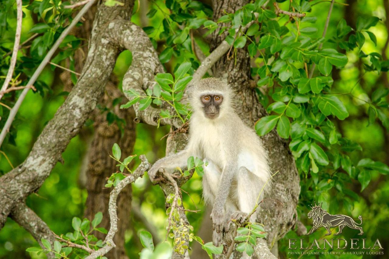 Elandela Private Game Reserve And Luxury Lodges Pty Ltd Hoedspruit Exteriör bild