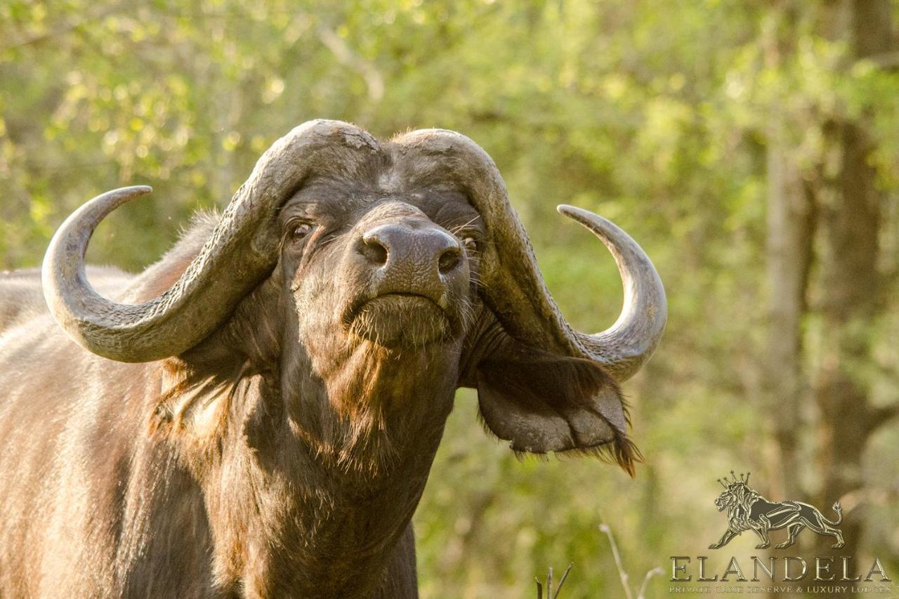 Elandela Private Game Reserve And Luxury Lodges Pty Ltd Hoedspruit Exteriör bild