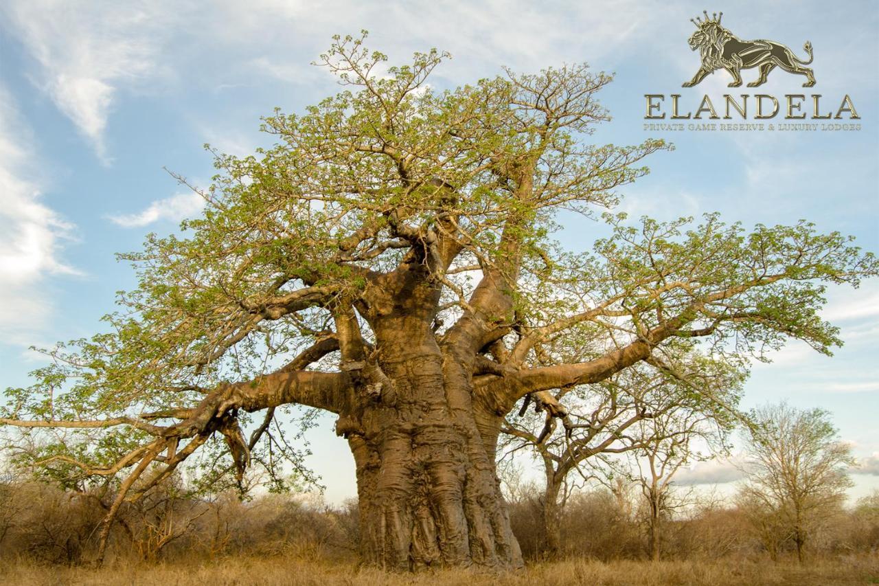 Elandela Private Game Reserve And Luxury Lodges Pty Ltd Hoedspruit Exteriör bild