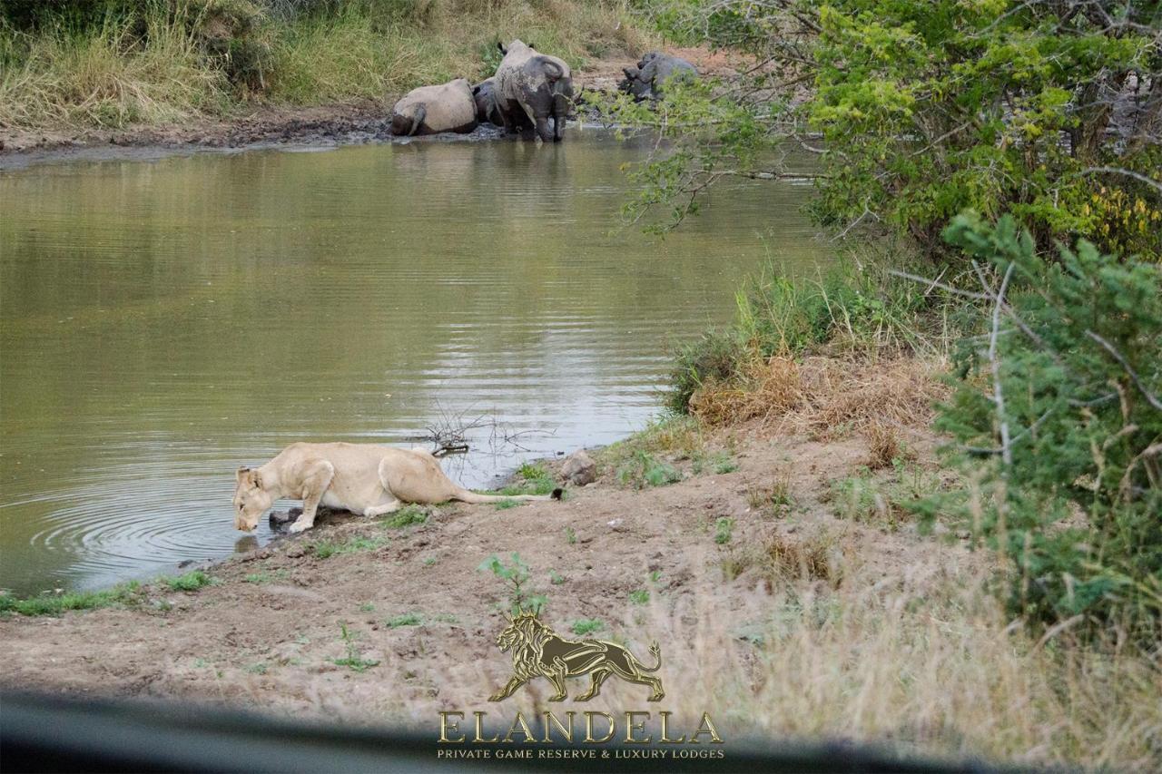 Elandela Private Game Reserve And Luxury Lodges Pty Ltd Hoedspruit Exteriör bild