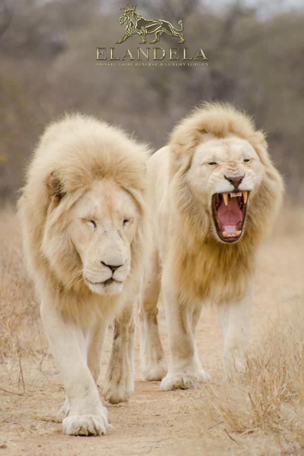 Elandela Private Game Reserve And Luxury Lodges Pty Ltd Hoedspruit Exteriör bild